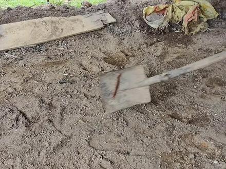 农场活捉一条千足虫,放进鸡群里,看看母鸡为啥会到处乱窜 #我的乡村生活 #田园生活 #千足虫 #公鸡 #母鸡