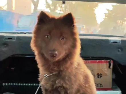 直接成沧桑老狗😂 #上热门 #狗子过年回家 #狗狗的心思都写在脸上了 #有钱没钱都要回家过年 #一张照片证明你养了狗🐶