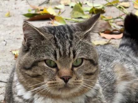 小猫:不好我的嘴!#猫咪 #古法