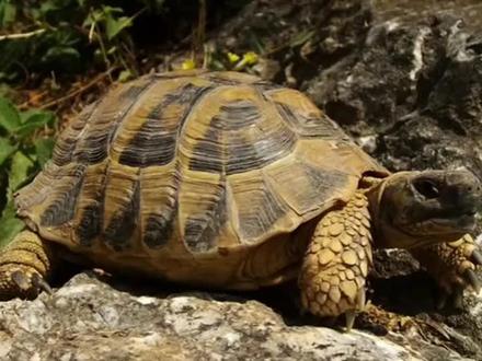 龟,鳖,甲鱼,王八有什么区别?#养龟日常