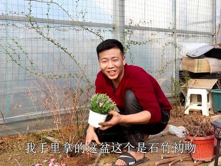 它是草花中的开花机器,现在种一棵,春季就能爆盆,一次开上百朵#欧石竹 #盆栽 #花卉绿植