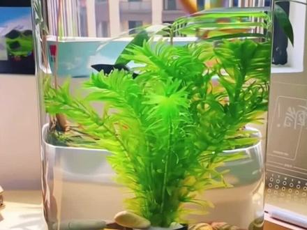 千奇百怪的水草:蜈蚣草 #种植小技巧 #科普一下 #水草造景 #鱼缸里的大自然
