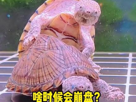 蛋龟市场,什么时候会崩盘?宝子哥分析,最快可能3-5年的时间就会崩盘#蛋龟 #养龟日常 #养龟人 #龟龟🐢