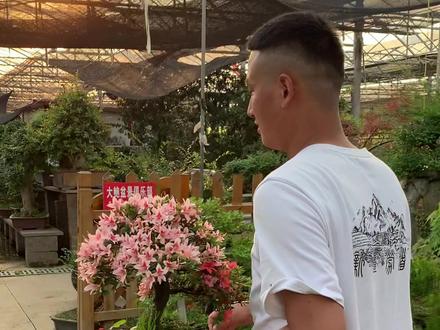 又到了施肥的季节、听听老板怎么给盆景施肥#盆景#皋月杜鹃花#杜鹃花盆景