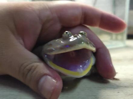 小丑蛙遇难第6天,老铁太爷的祖传偏方起作用了,竟然拉出了这个 #爬宠 #小丑蛙 #宠物救助