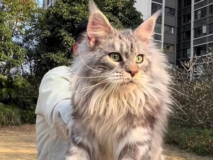 缅因猫真的好养吗? #缅因猫 #猫咪 #萌宠科普