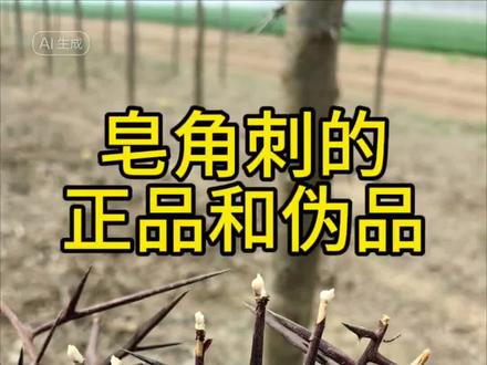 皂角刺的正品和伪品#皂角刺 #假药 #中药