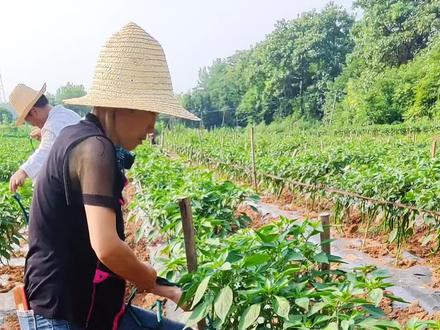 沒有搭架的种植戶,看看辣椒搭架的方法,你學會了嗎