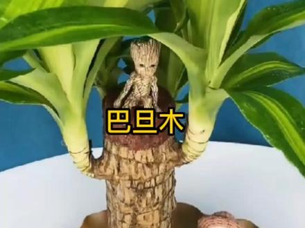 #创作灵感 #抖音618好物节 家里必须要一盆巴旦木,据说可以给主人好运哦#我的生活新姿势 @巨量千川 @DOU+上热门
