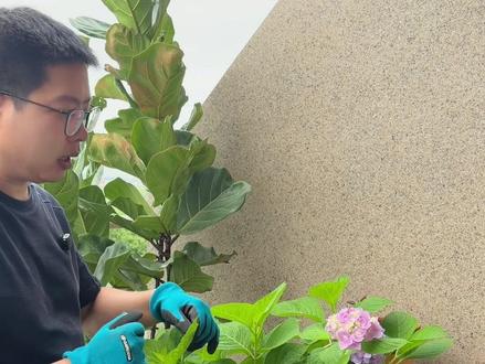 来找原因 绣球花夏季为啥开花少?看看你有没有精准踩雷?我们又该如何夏季去养护好呢#绣球 #绣球养护方法 #绣球 #种植小技巧