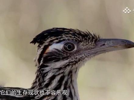 走鹃——每小时40公里!一只鸟跑出了一辆车的速度 #神奇动物在抖音 #野生动物零距离 #奇趣自然 #万物有灵和谐共生 #动物纪录片