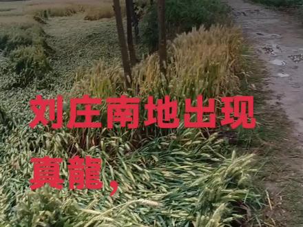 网友们朋友们大家都看看刘庄南地出现真龍啦,