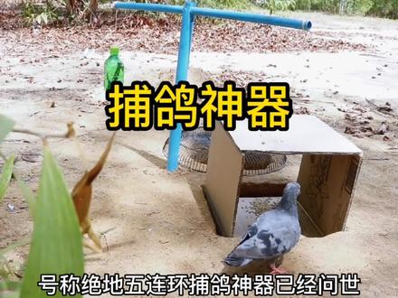 号称“绝地五连环”捕鸽陷阱,新发明,最新创作。#国外合法狩猎 #纪录片 #荒野猎人 #原始生存