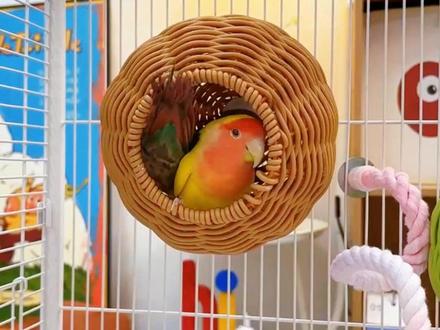 天气变暖,棉窝得换成这种藤编的鸟窝了!#鹦鹉鸟窝 #仿藤编鸟窝 @抖音小助手