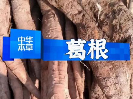 功效:解肌退热,透疹,生津止渴,升阳止泻禁忌:虚寒者忌用,胃寒呕吐者慎用。#葛根 #药食同源 #中华本草