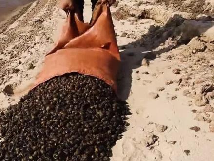 这是一个能消灭福寿螺的杀螺剂!!#福寿螺 #农业种植 #种植小技巧