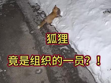 后来才发现,我家前院是有编制的
#神奇动物在抖音 #真实事件 #动物的迷惑行为 #动物成精 #野生动物零距离