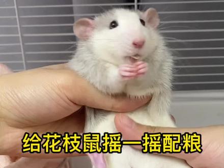 吃饭前摇一摇会更好吃吗?不!只会更好玩!#仓鼠 #花枝鼠