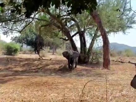 如何面对发怒的大象,看完最后一个视频,你就知道大象有多可怕了 #大象 #野生动物零距离 #萌象