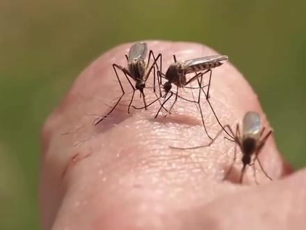 蚊子再多也不怕,教你自制驱蚊液,放在房间里,蚊子来多少灭多少 #蚊子 #驱蚊