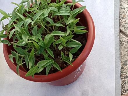 电磁辐射对植物和微生物的影响第七期(1--7期)#健康科普 #科普