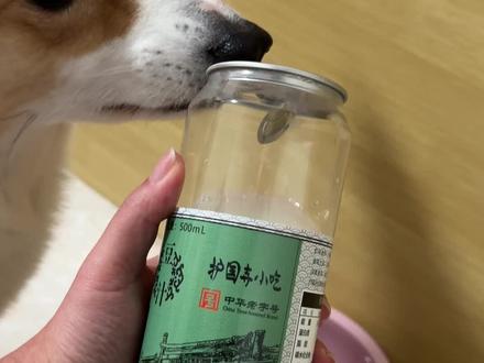 老北京柯基的下午茶,谁说豆汁儿狗都不喝?那叫一个地道
#豆汁 #豆汁挑战 #北京 #柯基