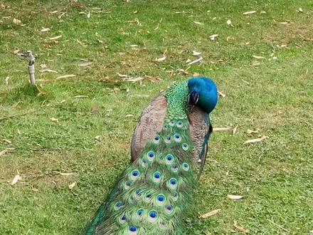 孔雀开屏全过程,见者有福哈哈#