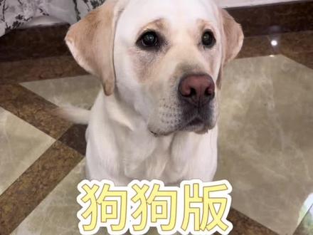 孩子看着有点聪明但不多的样子#抖音萌宠出道计划 #小狗狗🐶 #纸巾#萝卜 #聪明宝宝