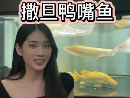 #撒旦鸭嘴鱼 撒旦胡子断了可以重新长,大尺寸撒旦运输风险高。