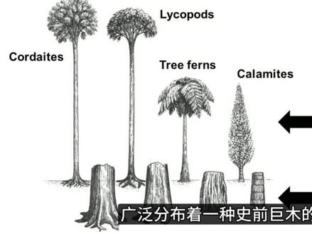 史前中国的超级巨树,科达木 #史前星球 #化石 #古生物