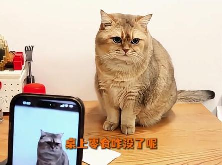 豆包抽象名场面,没有身份证的说话就是狂 #豆包 #抽象 #搞笑