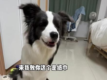 边老师:你是我带过最难教的一届……#萝卜纸巾开始狗考人了 #抖音萌宠出道计划 #萝卜纸巾 #萝卜纸巾猫 #边牧的智商