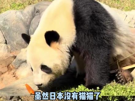 想看就来中国看,办法总比困难多 #大熊猫 #日本 #熊猫回国 #熊猫 #热点