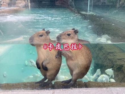 鳄鱼为什么不吃卡皮巴拉