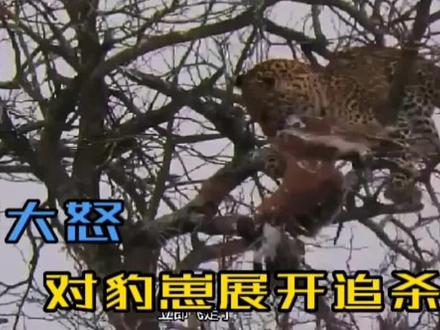 花豹偷袭雌鹰 将其猎杀窝中,老鹰发怒,对豹崽展开追杀! #野生动物零距离 #野生动物 #动物