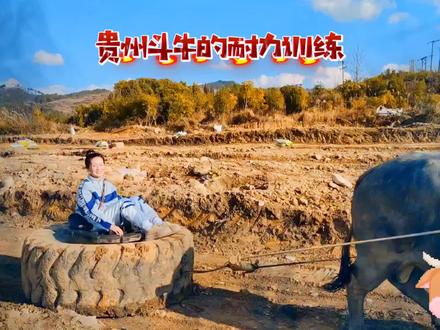 贵州斗牛的耐力训练是一项非常重要的训练,它能够提高牛的体力和耐力,使其在比赛中更加出色。下面是一段关于贵州斗牛耐力训练的描述:今天,我们一起来到斗牛场训练场,准备进行一场艰苦的耐力训练。首先,我们给牛们了特制的负重,以增加它们的负重能力。这些负重不仅能够锻炼牛的肌肉,还能够提高它们的平衡能力。接下来,我们开始了长跑训练。我们将牛们带到一个宽敞的草地上,让它们自由奔跑。起初,牛们显得有些懒散,但随着训练的进行,它们开始逐渐加快速度。我们不断地鼓励它们,让它们感受到我们的支持和鼓舞。接着,我们进行了爬坡训练。我们选择了一个陡峭的山坡,让牛们爬上去。这对于牛来说是一个巨大的挑战,但它们毫不退缩。我们站在山坡上,用声音和手势引导着牛们前进。当牛们爬到山顶时,我们为它们欢呼雀跃,让它们感受到成功的喜悦。最后,我们进行了障碍训练。我们在草地上设置了一些障碍物,如栏杆、跳栏等,让牛们跳过或绕过去。这项训练不仅考验了牛的速度和灵活性,也考验了它们的协调能力和反应能力。我们耐心地指导着牛们,帮助它们克服困难。#小杨哥说贵定