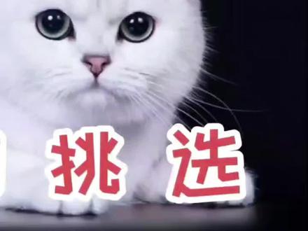 英短银渐层怎么挑选?(317)#银渐层 #英短银渐层 #银渐层怎么挑选 #银渐层怎么看品相 #买猫