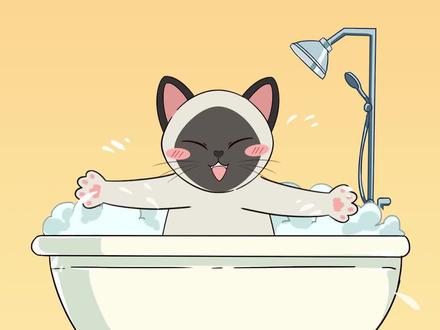 想让猫咪乖乖洗澡、喜欢被抱抱?这些脱敏训练要从小做起~#科学养猫攻略#猫咪洗澡#粘人猫咪