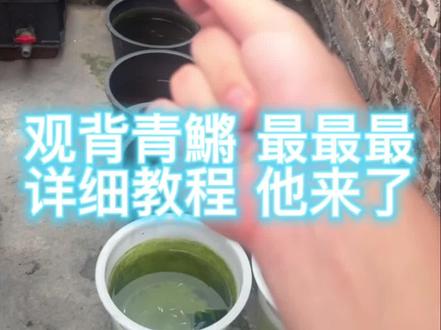 最最最详细教程他来了#观背青鱂 #古法养鱼 #阳台养鱼 #观赏鱼