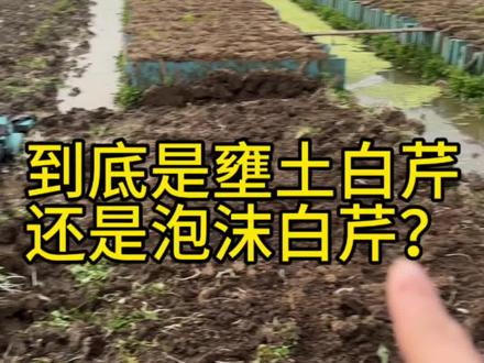 姐妹们:过年啦!我吃进嘴里的究竟是正宗壅土白芹还是泡沫白芹?一定要分辨品质和健康,去吃土生土长在泥土里的才是健康、放心溧阳白芹!#我为家乡农产品代言 #我的乡村生活 #乡村守护人 #乡村味道 #抖音助农
