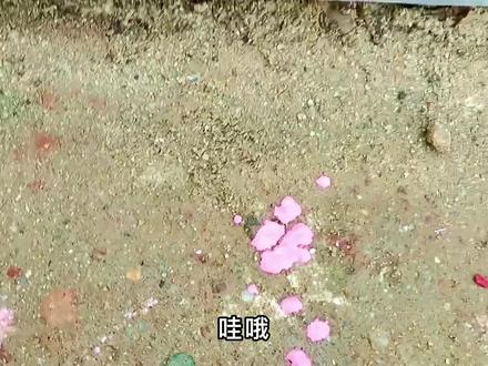 发现了一堆粉红色的恐龙和动物玩具,我们用清水来给它们洗个澡吧 #玩具 #恐龙玩具 #益智玩具