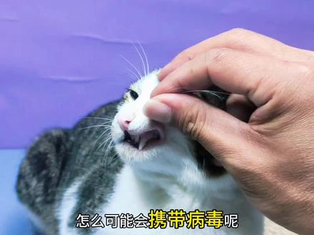 给抓了我手的猫猫测了一下,竟然……#狂犬疫苗 #狂犬病 #猫咪 #养猫经验分享 #狂犬病毒检测卡