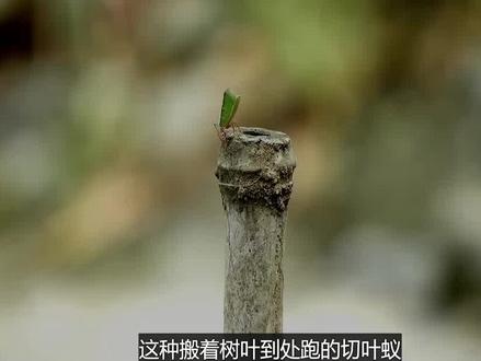 一开始我还不相信蚂蚁的农业水平比人类强 #蚂蚁 #切叶蚁