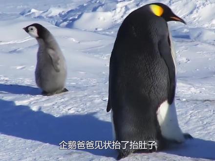 企鹅父爱如泰山压顶,寸步不离守护幼崽,网友:好羡慕 #爱护大自然保护野生动物 #海洋动物 #北极熊 #可爱