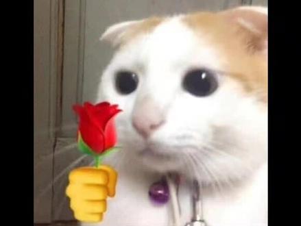 我成为了花雨庭最后一个玩家…#我的世界