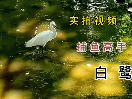 实拍视频 捕鱼高手 白鹭 视频让你看到白鹭叼鱼的全过程 #人与自然和谐共处 #白鹭 #鸟类 #生态环境 #野生鸟类摄影 #随手拍 #捕捉身边的美 #保护鸟类 #大自然