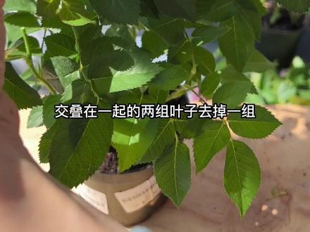 阳台新手玫瑰月季入门|第1步修剪缓苗#爱生活爱养花 #阳台月季