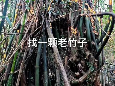 D调笛子制作#笛子制作 #手工@抖音创作小助手