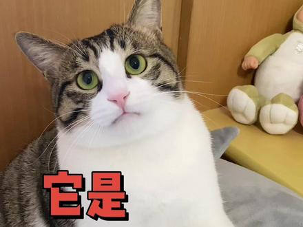 我才不是软饭猫,人家是有正经工作的!#四川简州猫 #宠物知识 #抖音动物图鉴