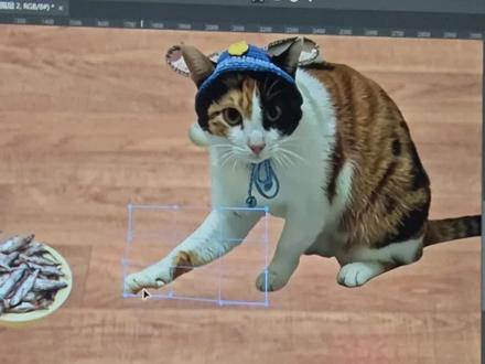 不是这个就是那个#抽象 #萝卜纸巾猫咪 #大笨猫又在猜答案 #猫